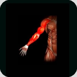 anatomie-biceps-haltere3